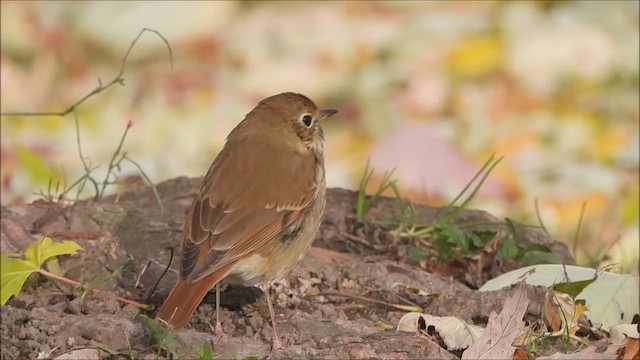 Hermit Thrush - ML645428962