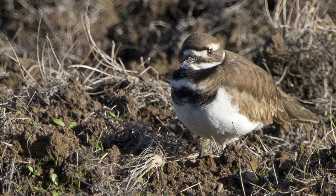 Killdeer - ML645428964