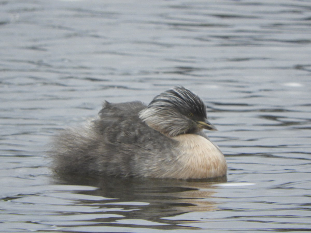Hoary-headed Grebe - ML645428969