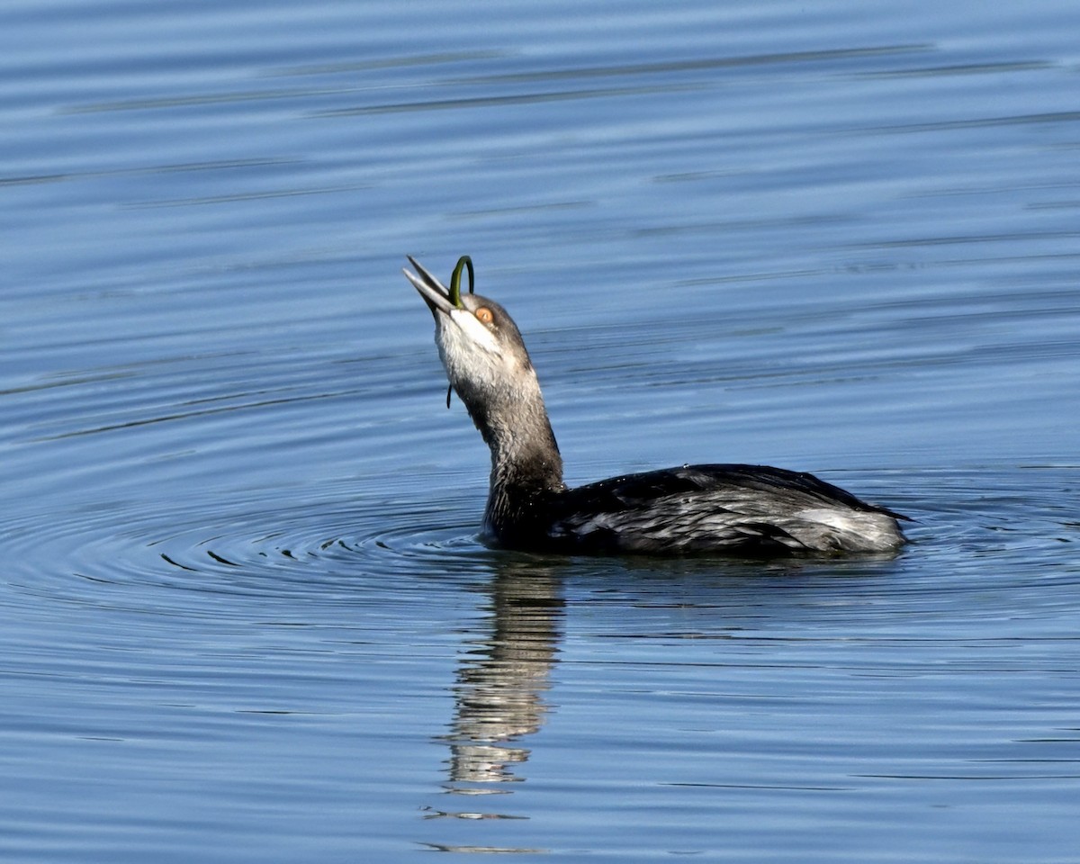 Eared Grebe - ML645428973