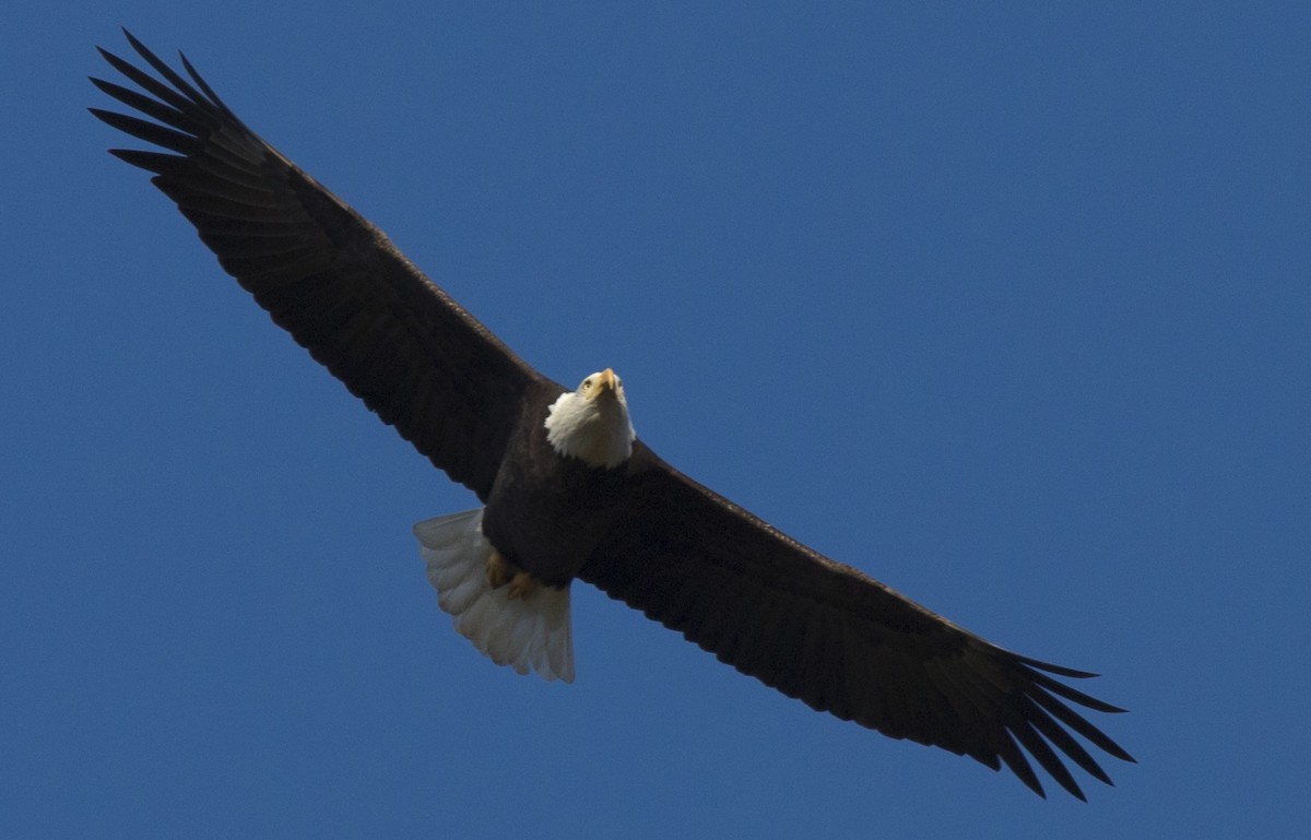 ハクトウワシ - ML645428974