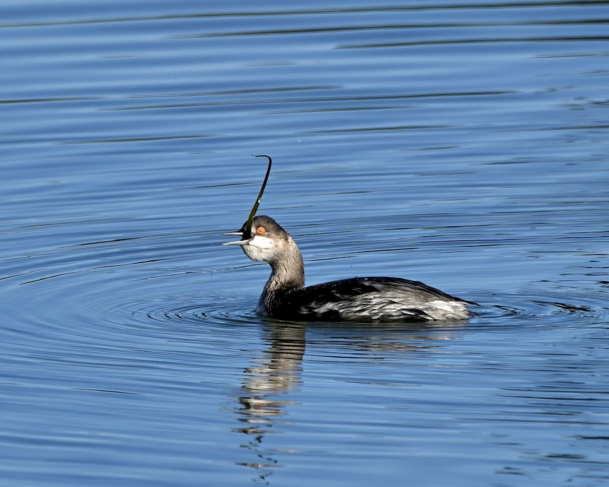 Txilinporta lepabeltza - ML645428977