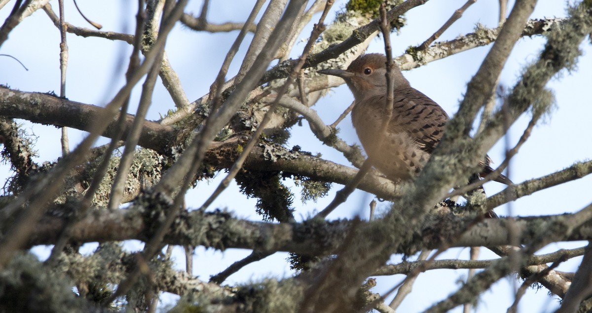 Northern Flicker - ML645428979