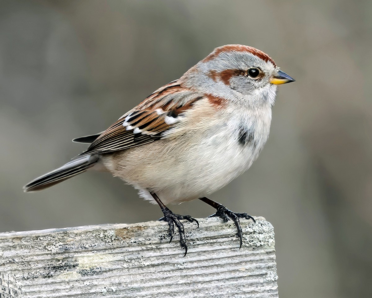 ムナフヒメドリ - ML645428980