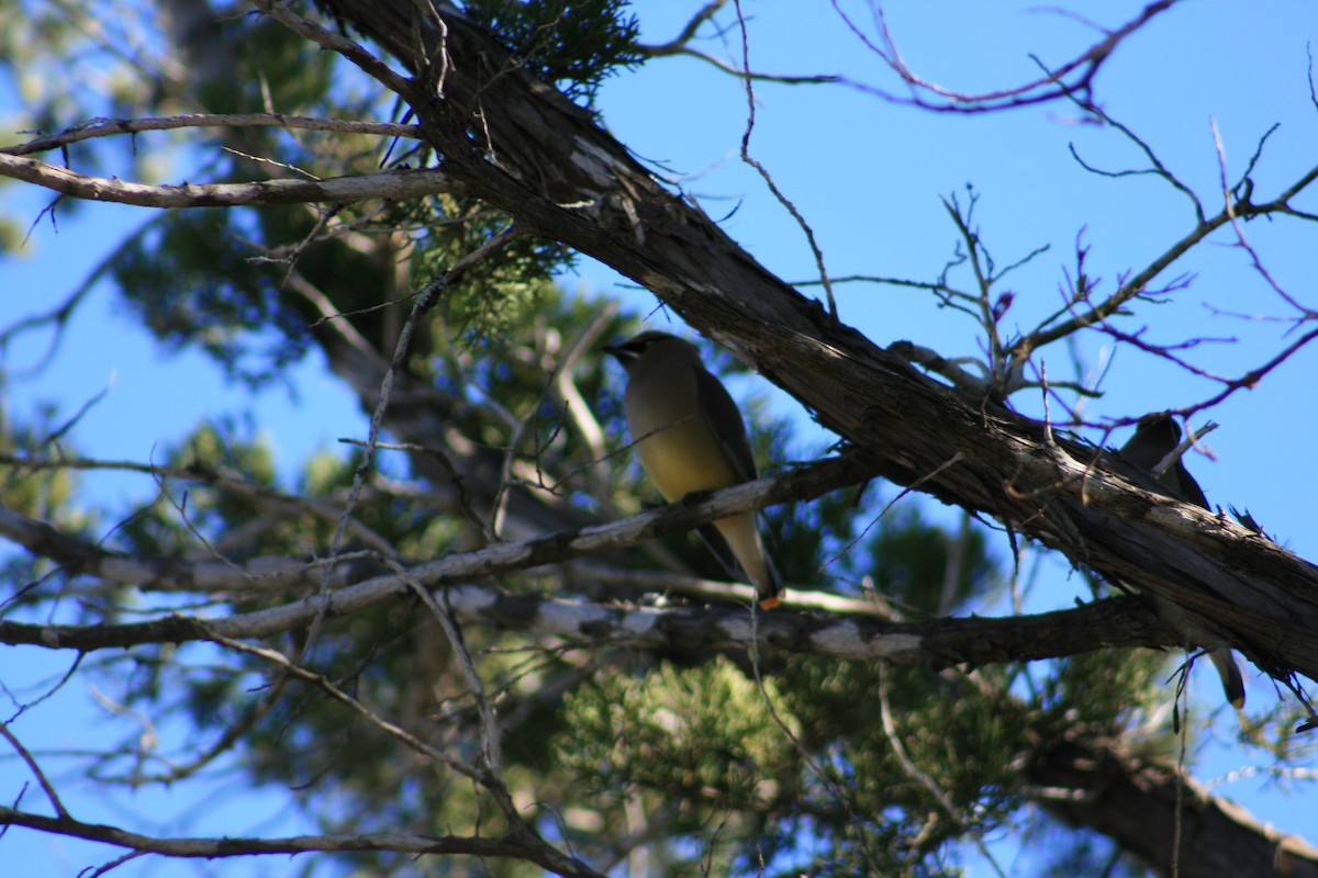ציצנית אמריקנית - ML645428982