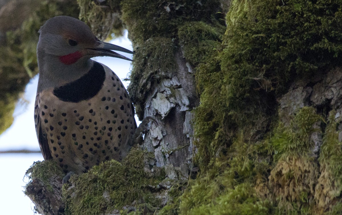 Northern Flicker (Red-shafted) - ML645428983