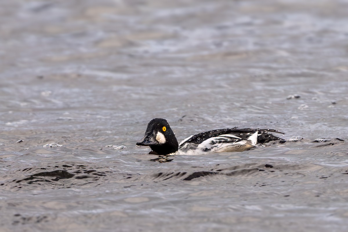 Murgilari urrebegia - ML645428988