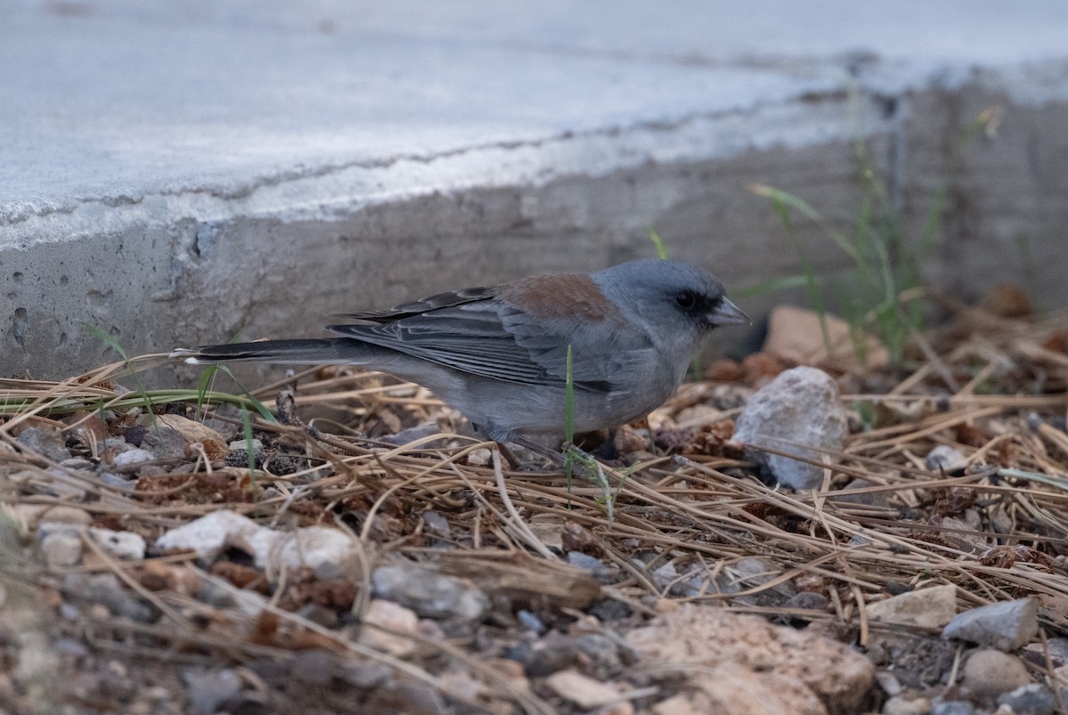 Dark-eyed Junco (Gray-headed) - ML645428989