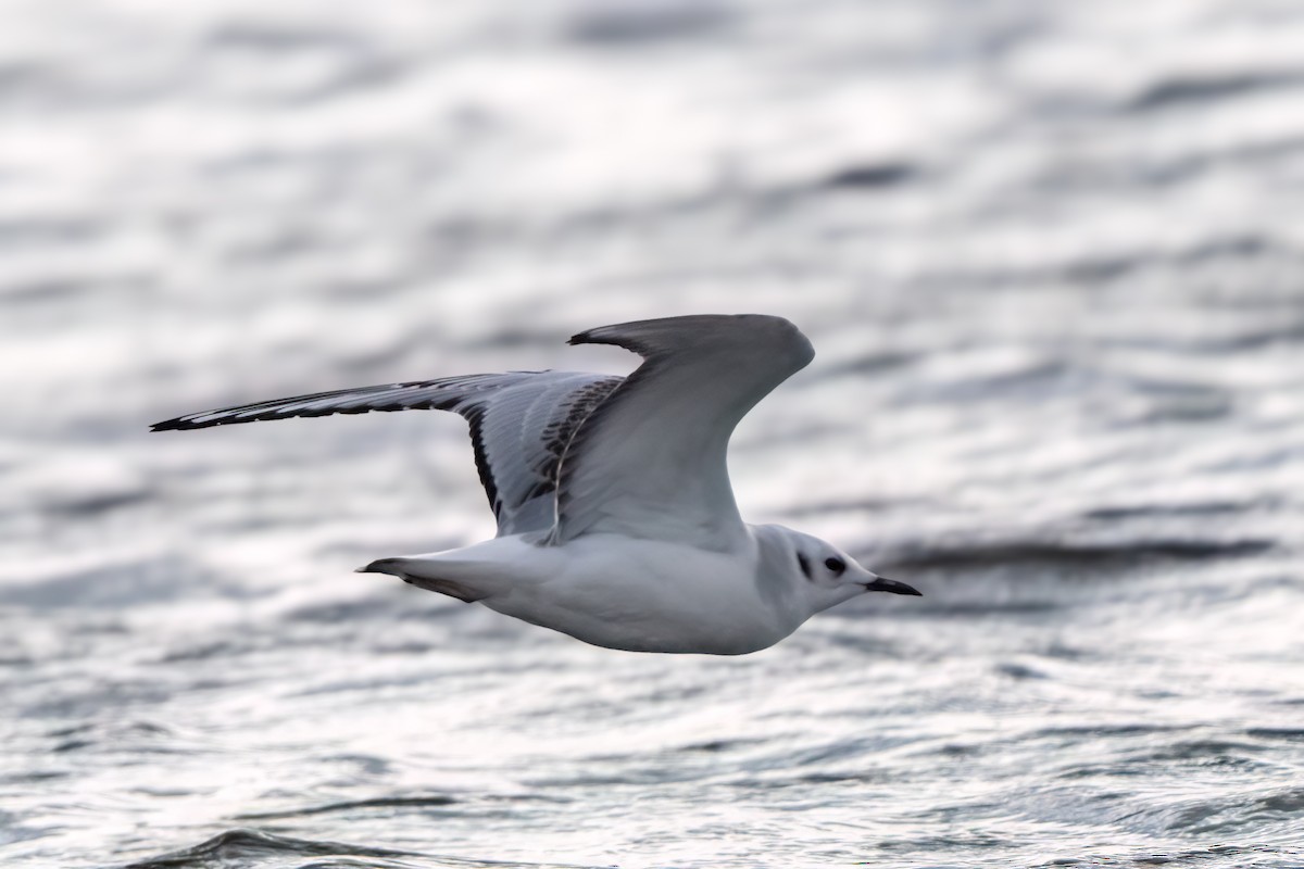 Bonaparte antxeta - ML645428990