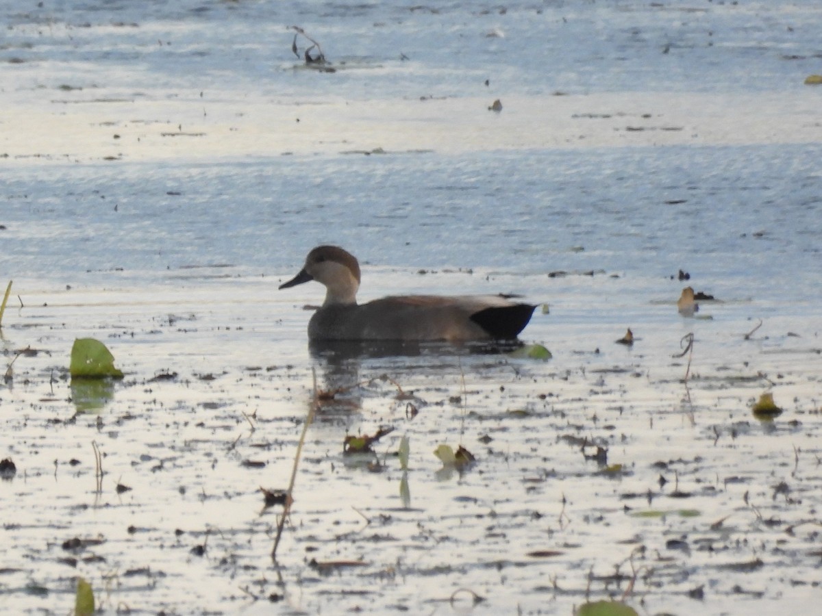 Ipar-ahatea - ML645428992