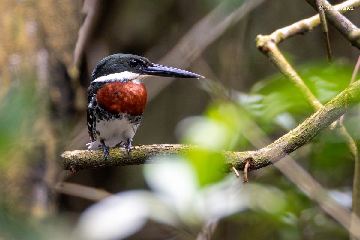 Green Kingfisher - ML645428993