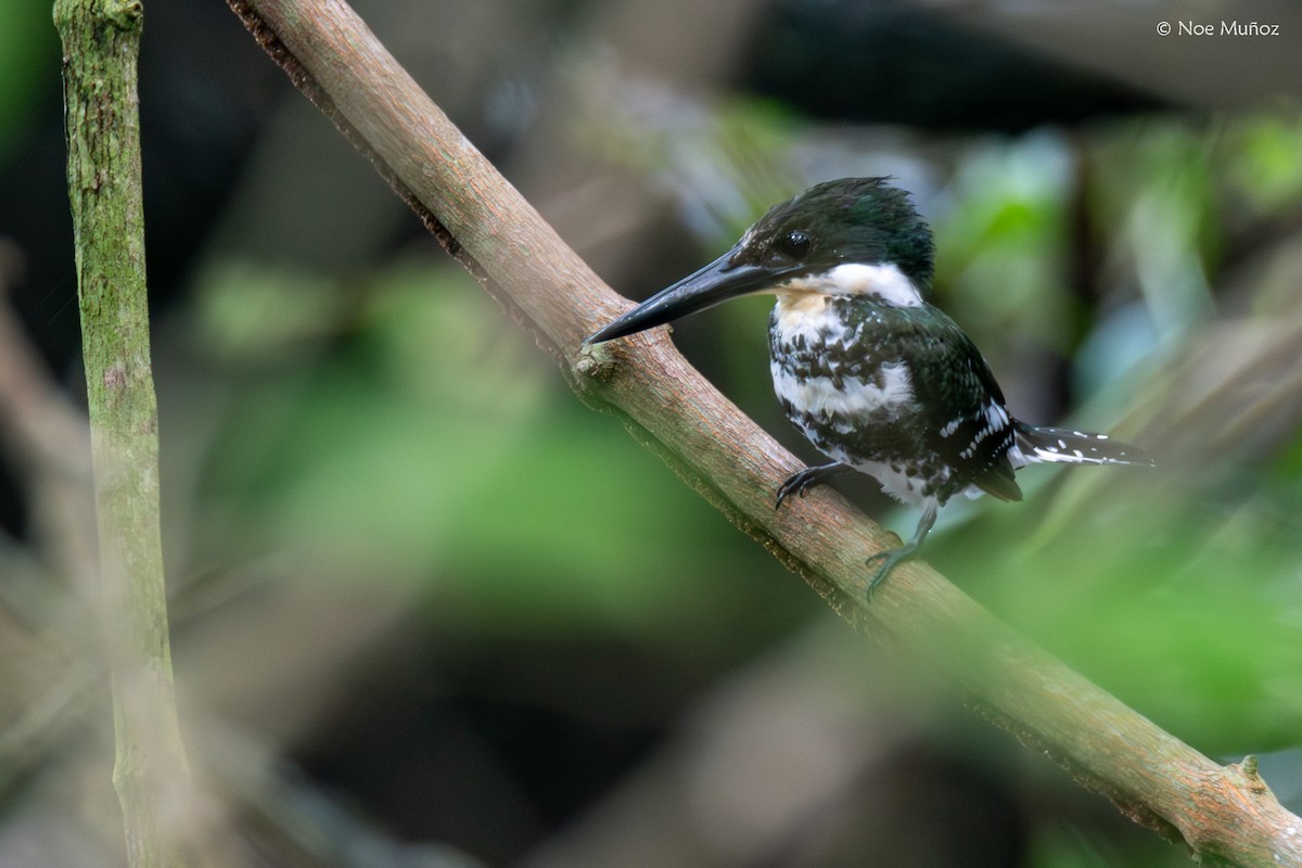 Green Kingfisher - ML645428994