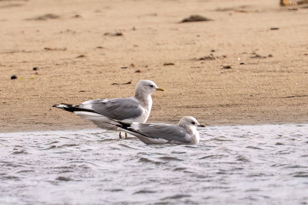 Short-billed Gull - ML645428995