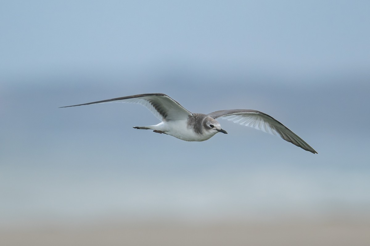 Sabine antxeta - ML645428996