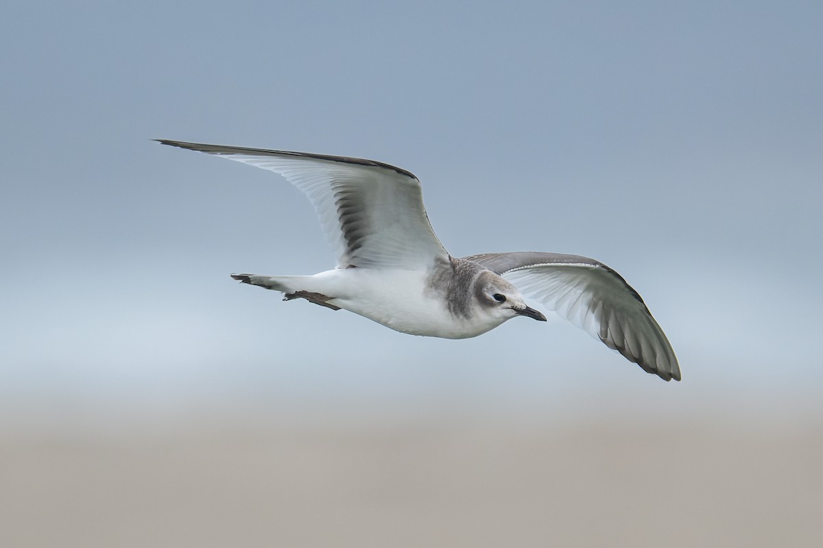 Sabine antxeta - ML645428997