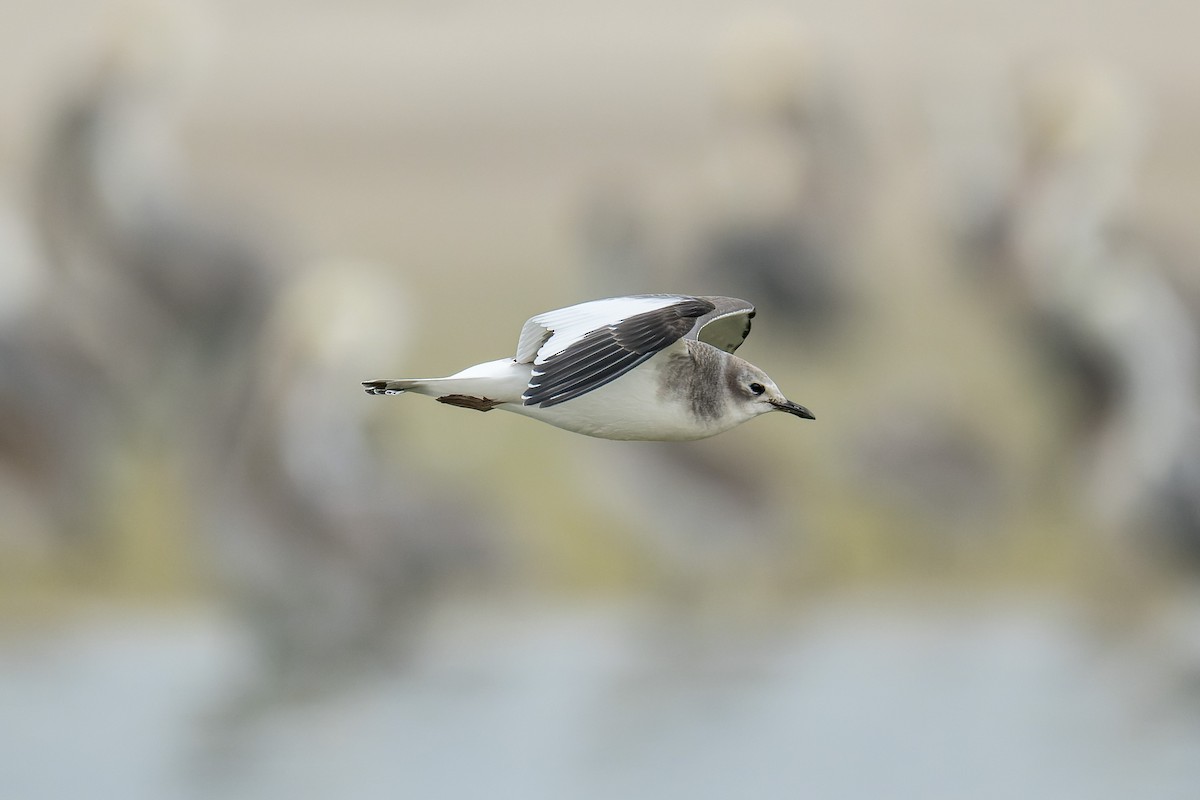 Sabine antxeta - ML645428998