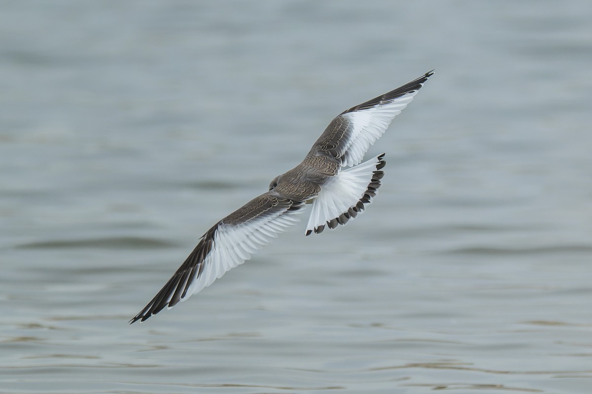 Sabine antxeta - ML645428999