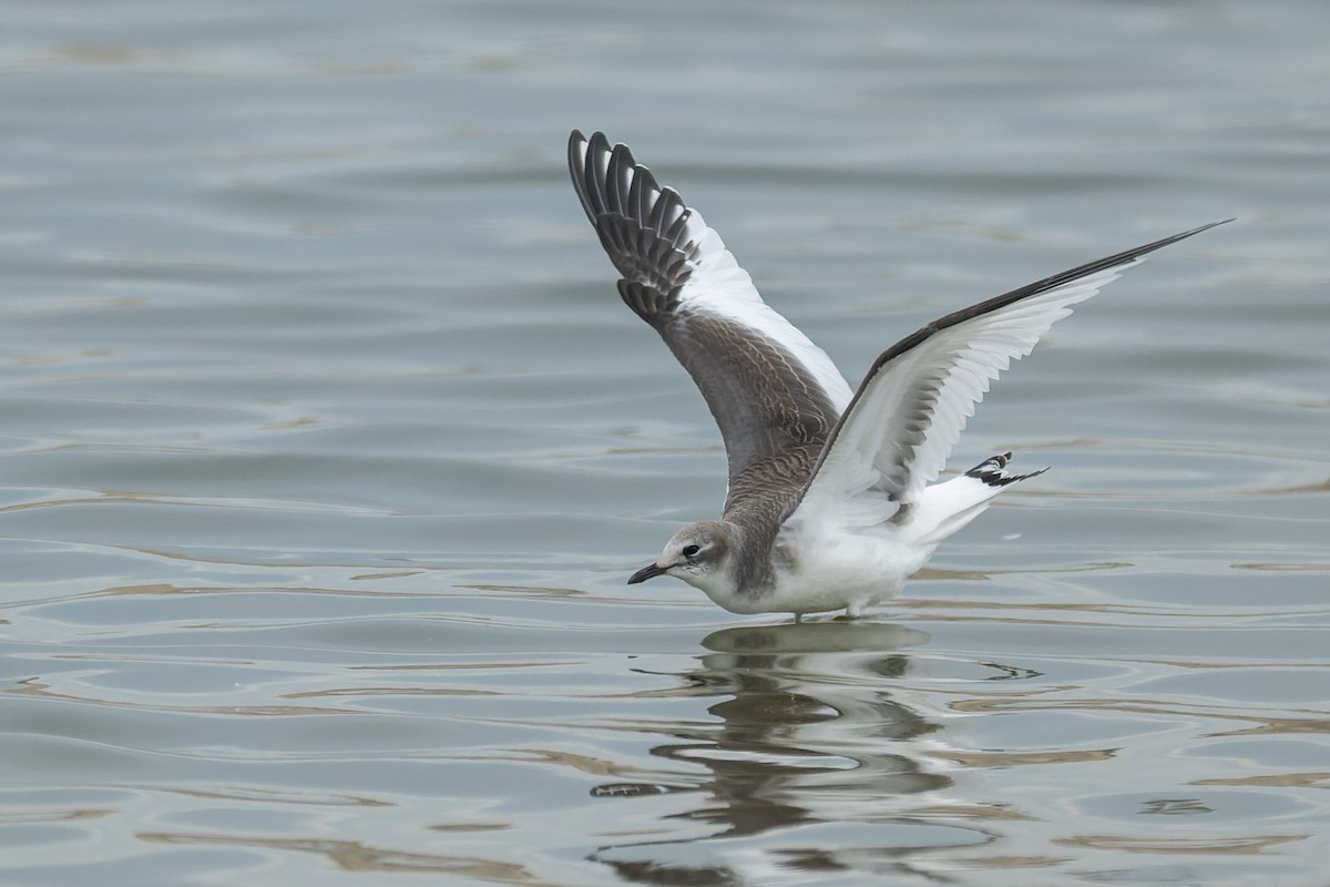 Sabine antxeta - ML645429003