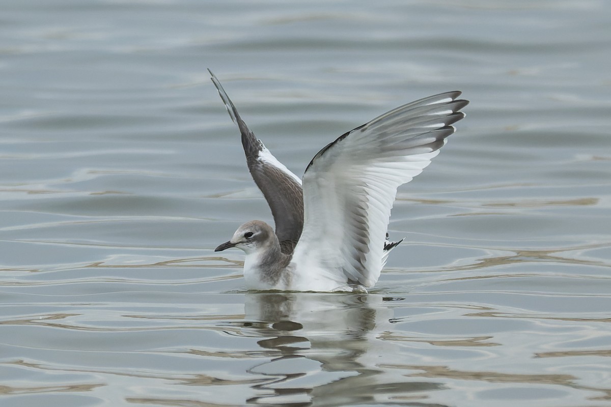 Sabine antxeta - ML645429004