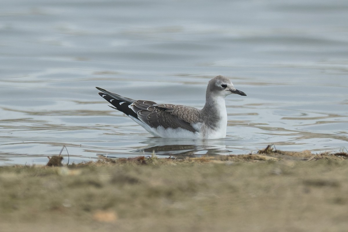 Sabine antxeta - ML645429005