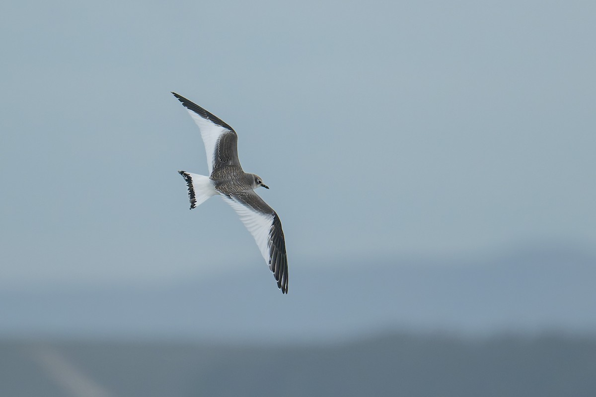 Sabine antxeta - ML645429006