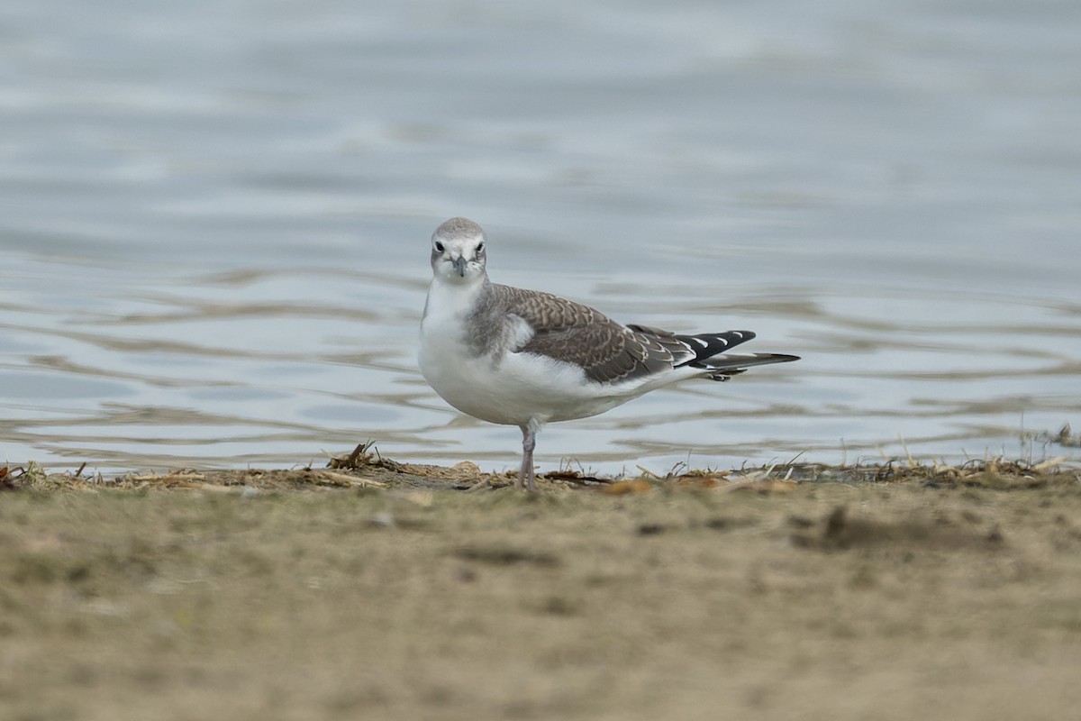 Sabine antxeta - ML645429007