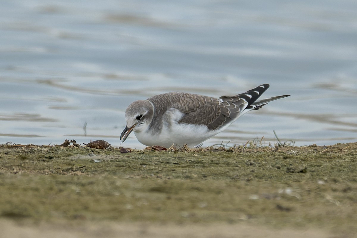 Sabine antxeta - ML645429008