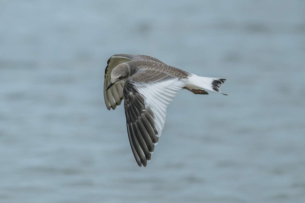 Sabine antxeta - ML645429010