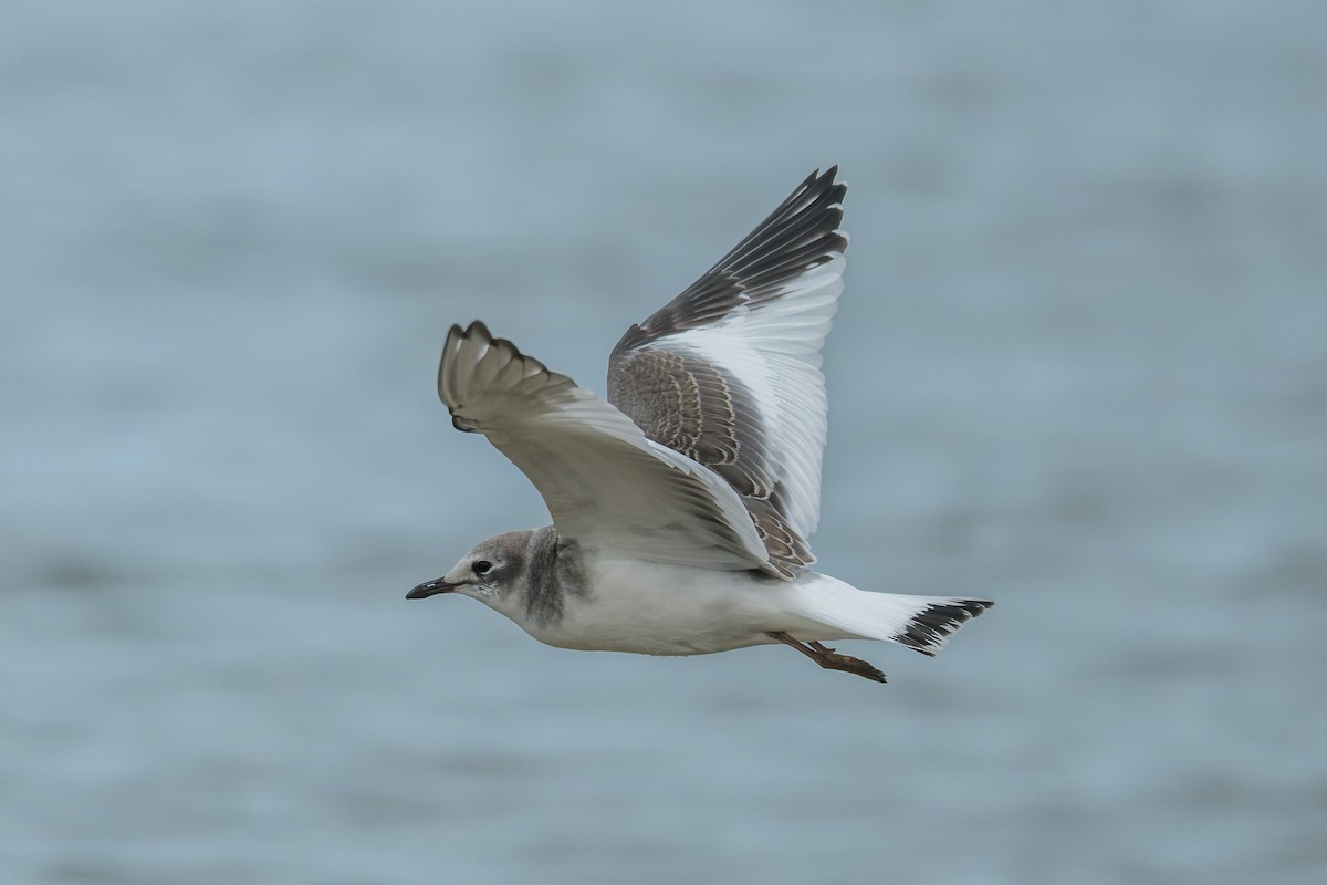 Sabine antxeta - ML645429012