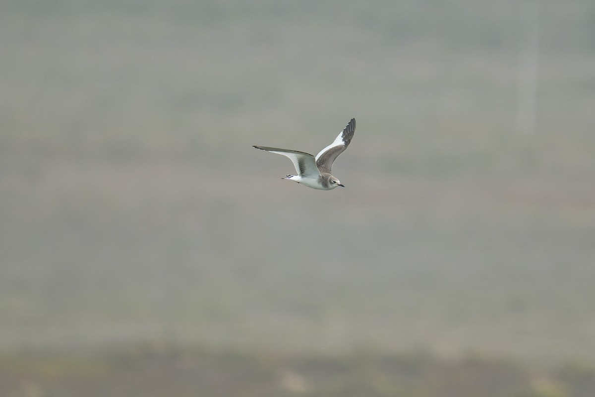 Sabine antxeta - ML645429013