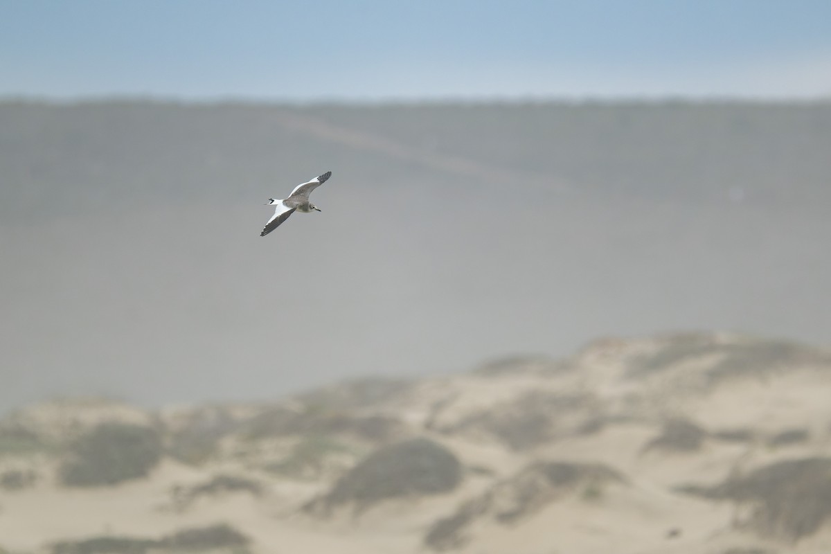 Sabine antxeta - ML645429014