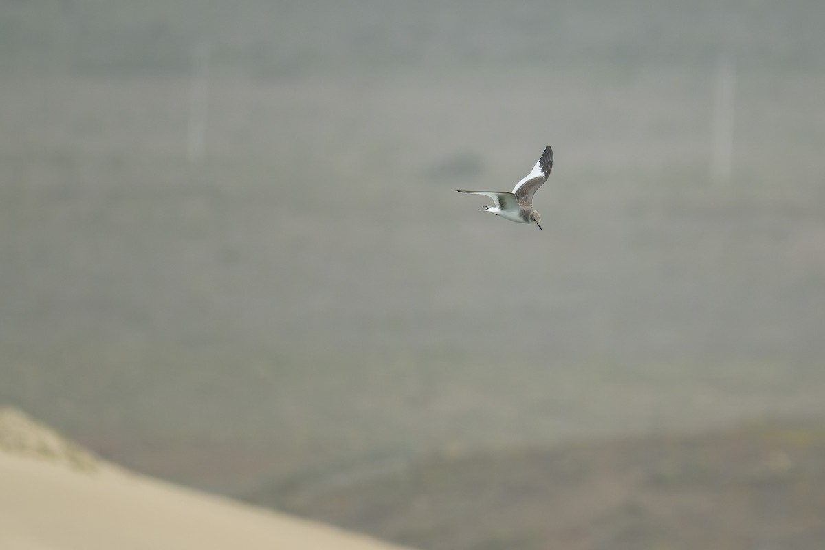 Sabine antxeta - ML645429015