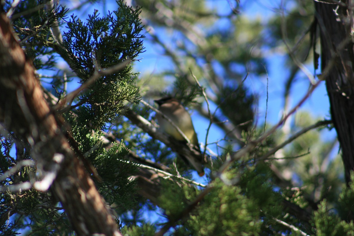 Buztanori amerikarra - ML645429016