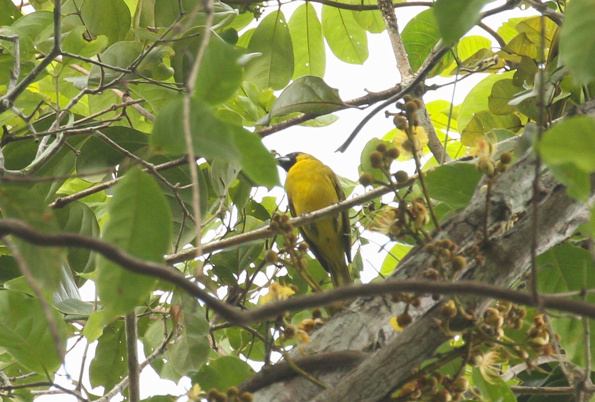 Yellow-green Grosbeak - ML645429018