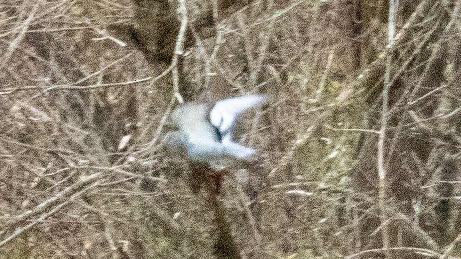 Haitz-usoa (etxekoa) - ML645429019