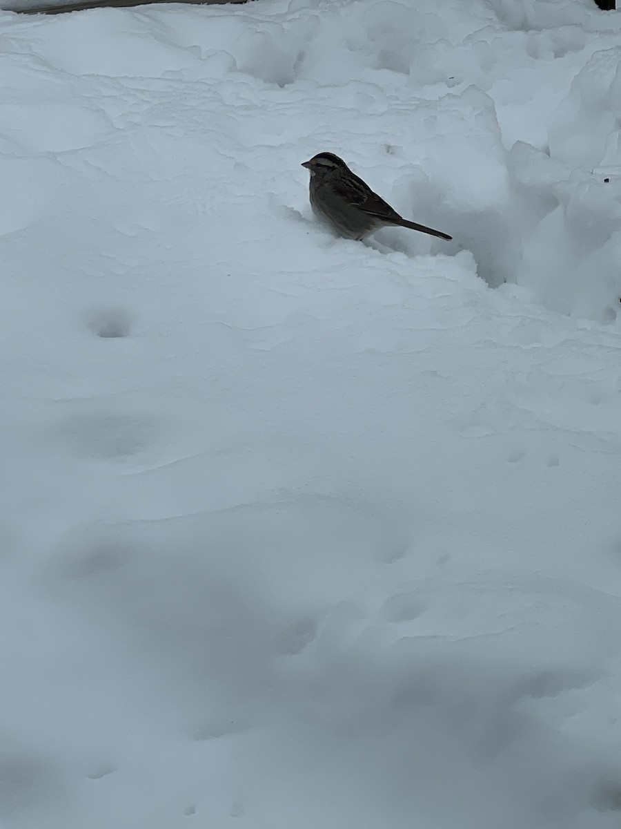 White-throated Sparrow - ML645429020