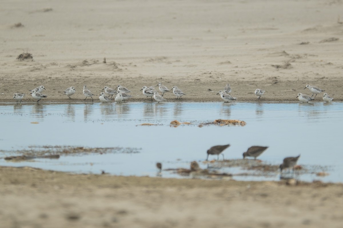 Txirri zuria - ML645429021