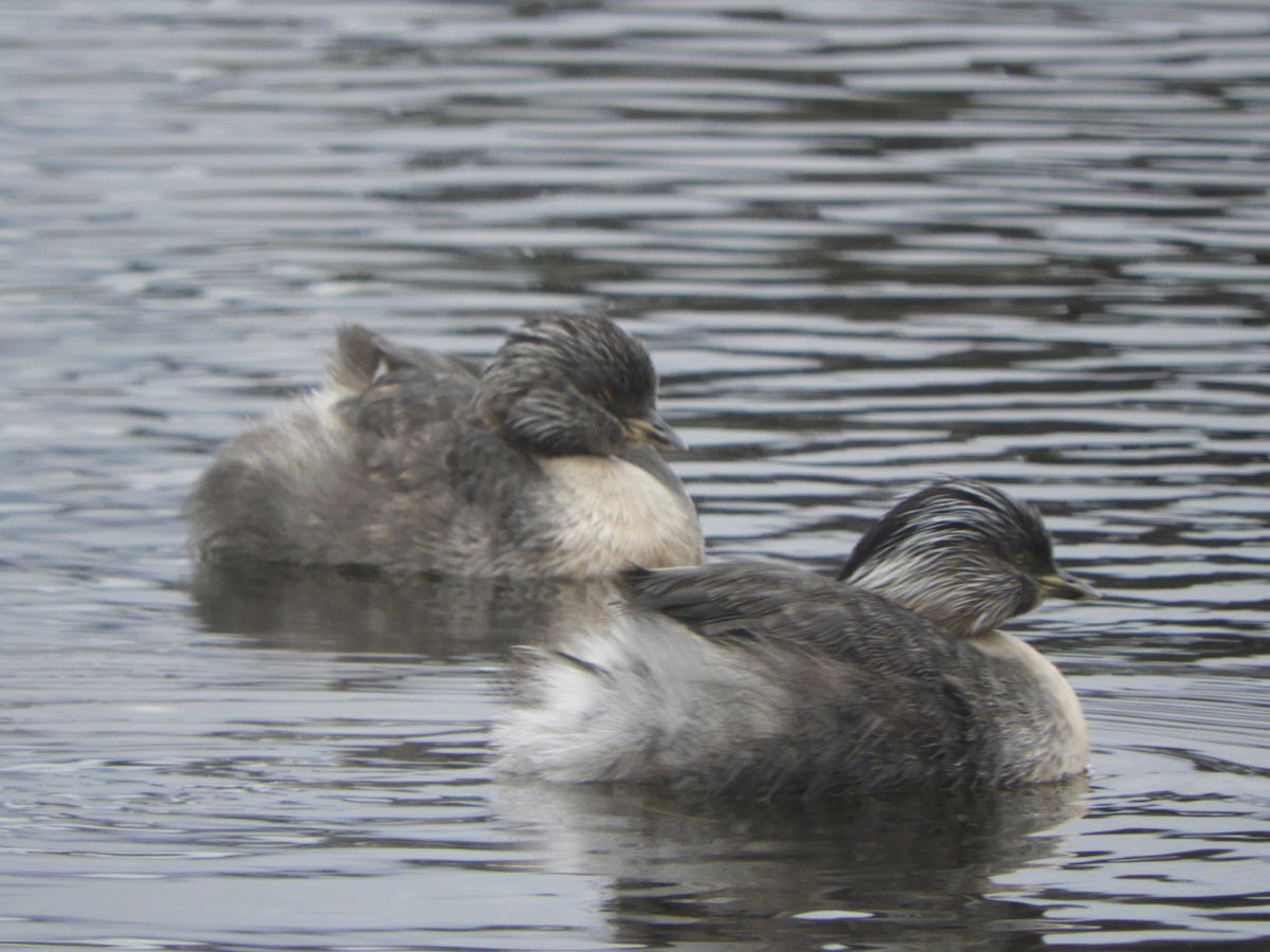 Hoary-headed Grebe - ML645429022