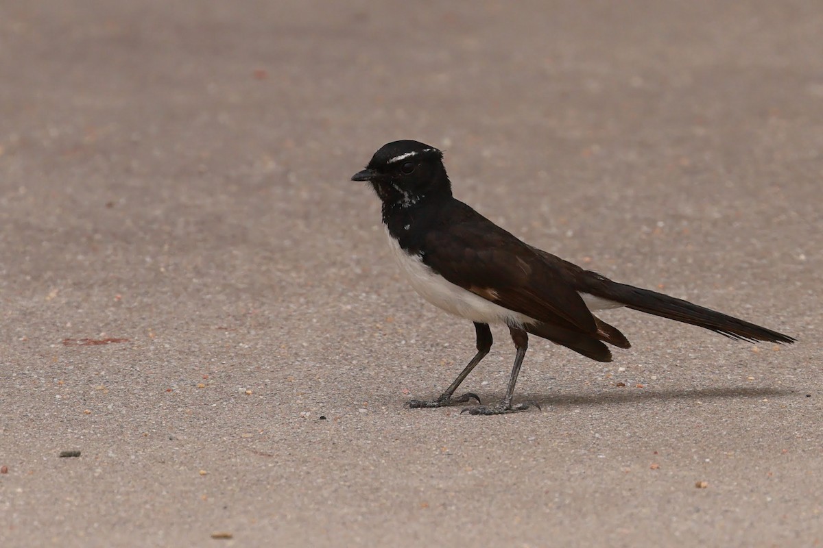 Willie-wagtail - ML645429023