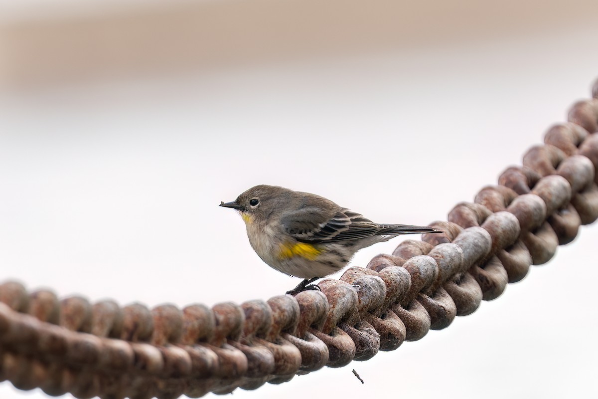 Yellow-rumped Warbler - ML645429028