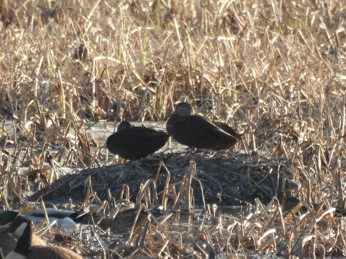 American Black Duck - ML645429045