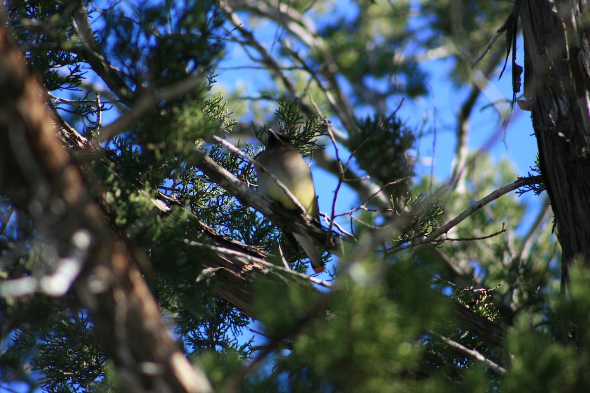 ציצנית אמריקנית - ML645429085