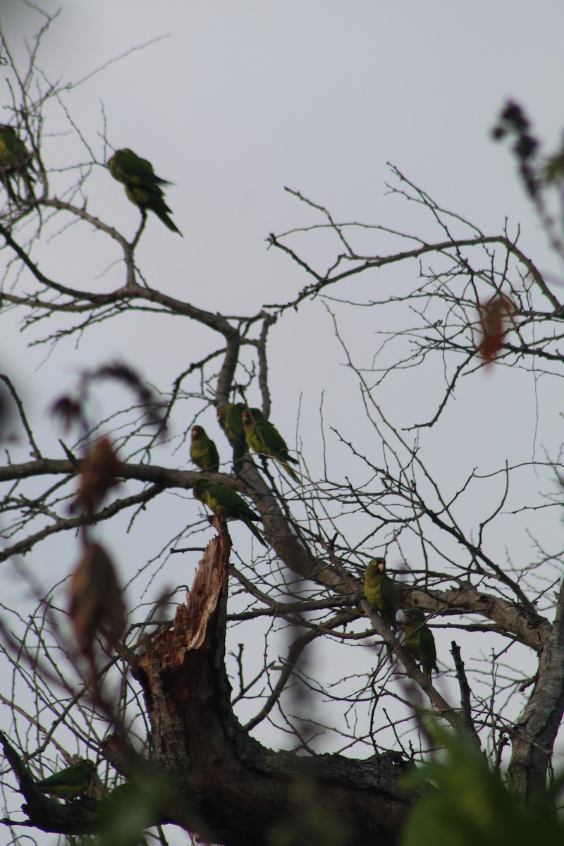 Orange-fronted Parakeet - ML645429090