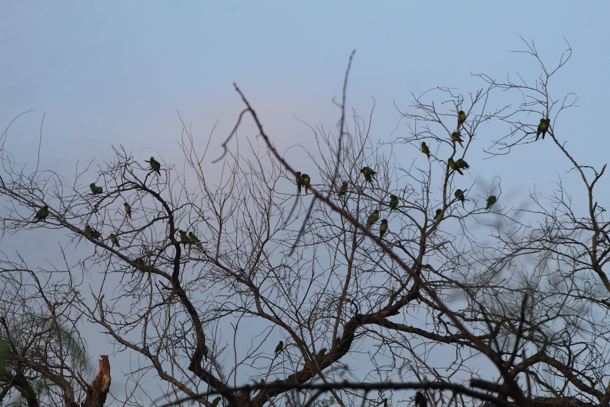 Orange-fronted Parakeet - ML645429091