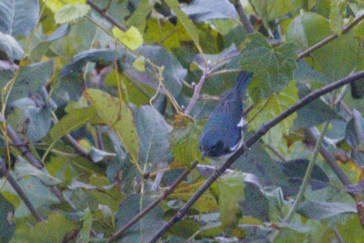 Black-throated Blue Warbler - ML645429095