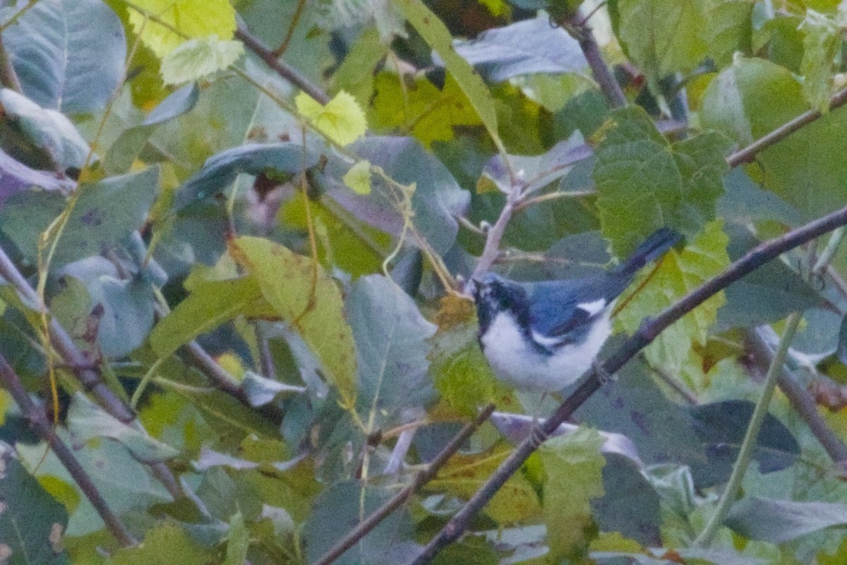 Black-throated Blue Warbler - ML645429096