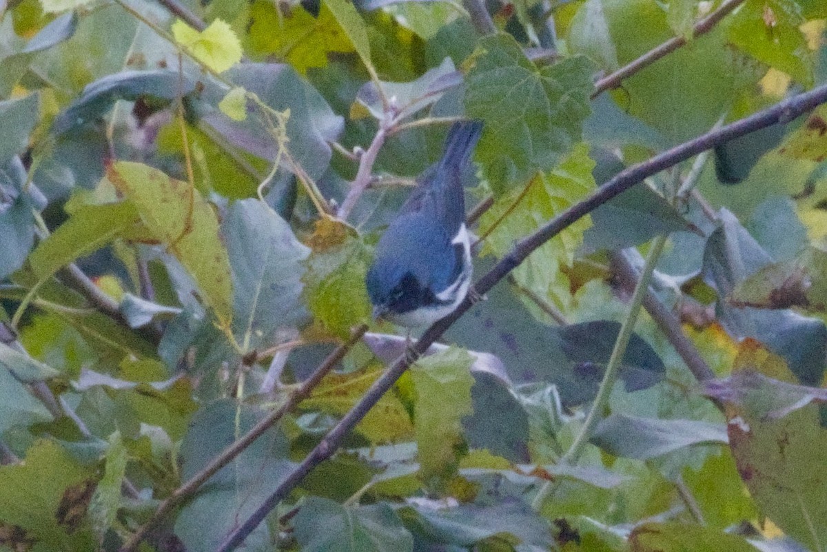 Black-throated Blue Warbler - ML645429097