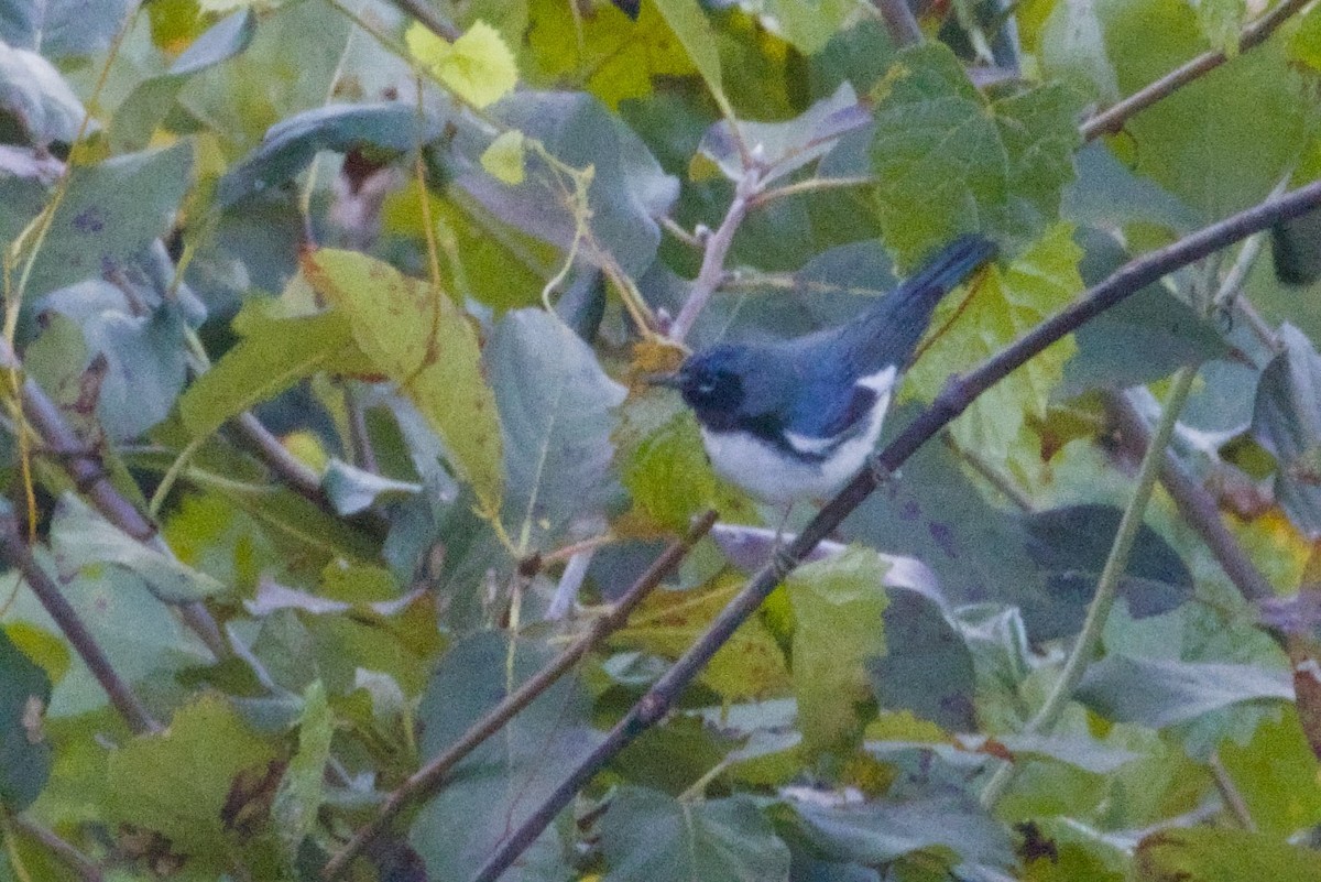 Black-throated Blue Warbler - ML645429098