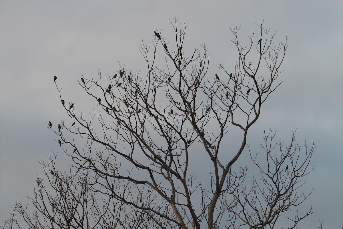 Orange-fronted Parakeet - ML645429101