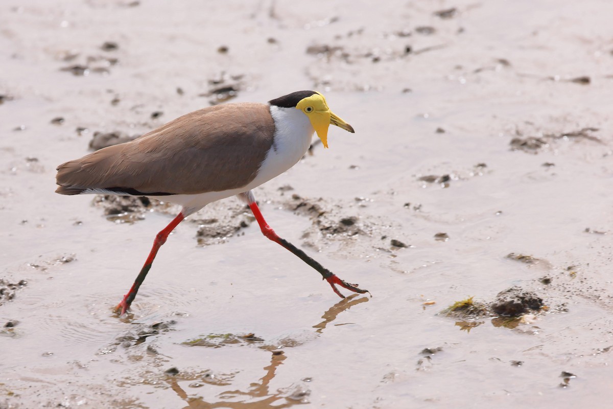 čejka australská - ML645429104